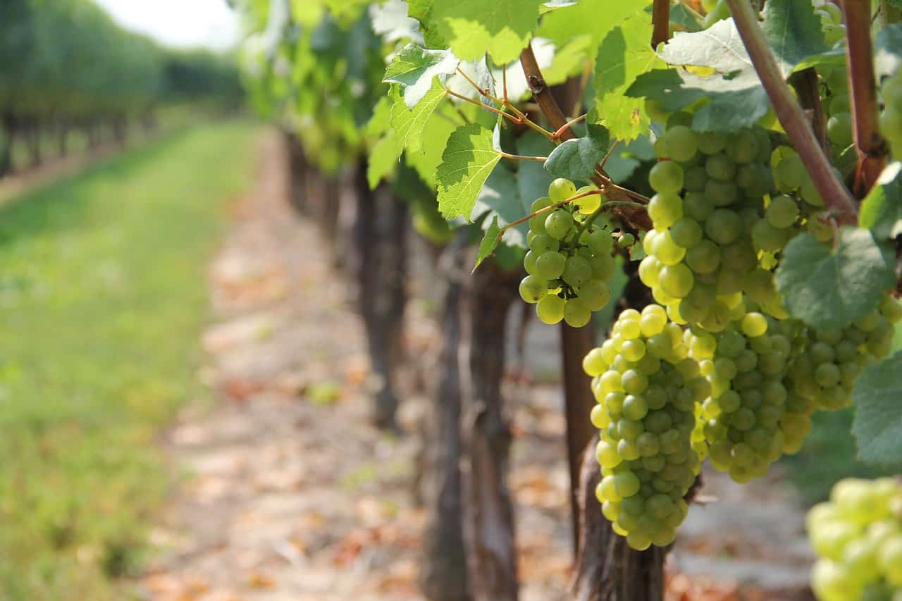 Weingut Julien Chopin